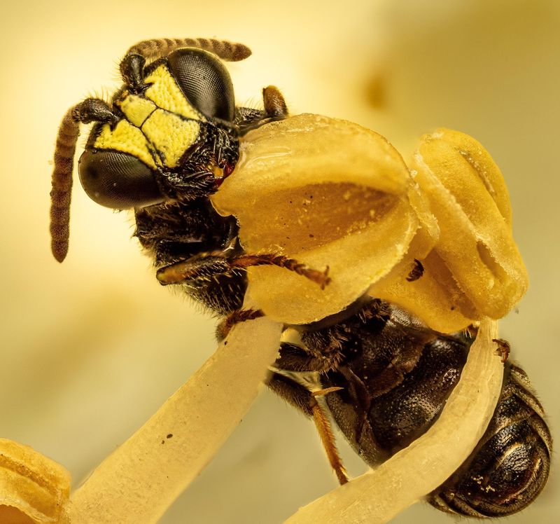 Yellow-Faced Bees