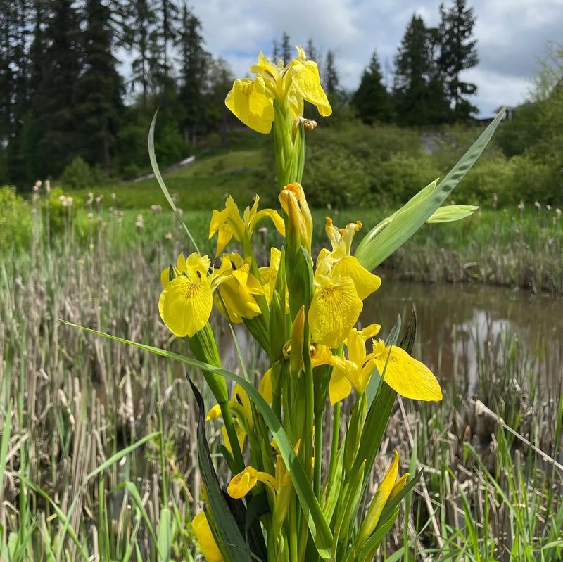 Yellow Flag Iris