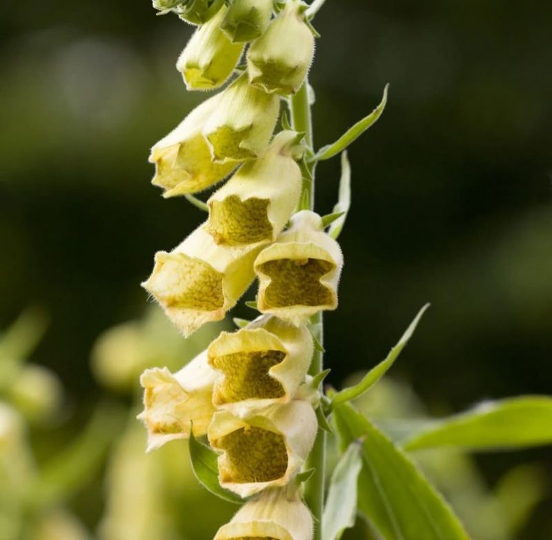 Yellow Foxglove