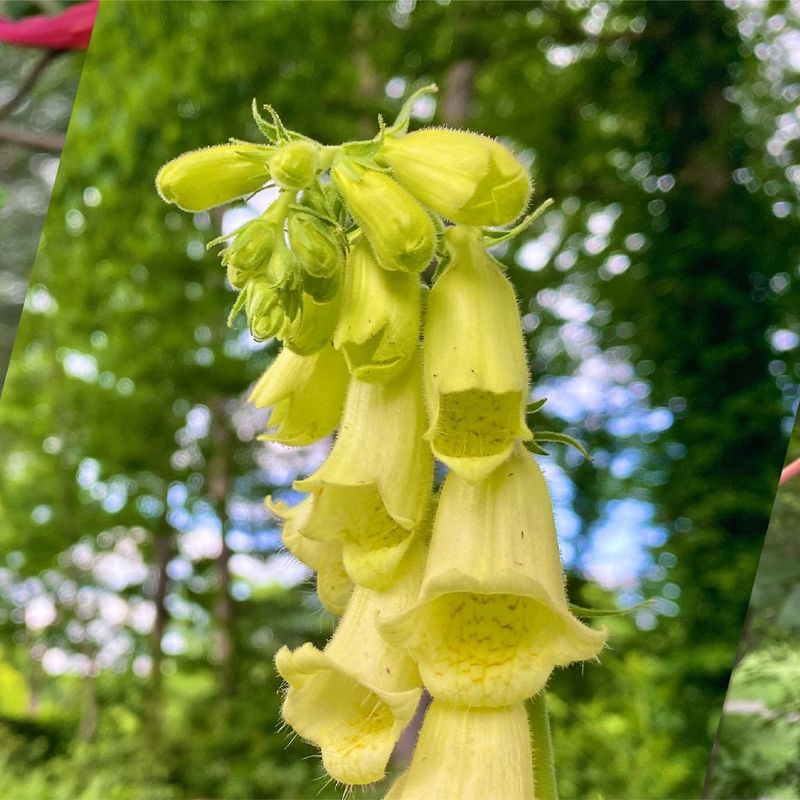 Yellow Foxglove