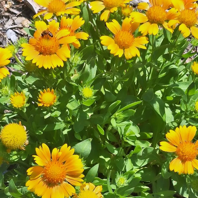 Yellow Gaillardia