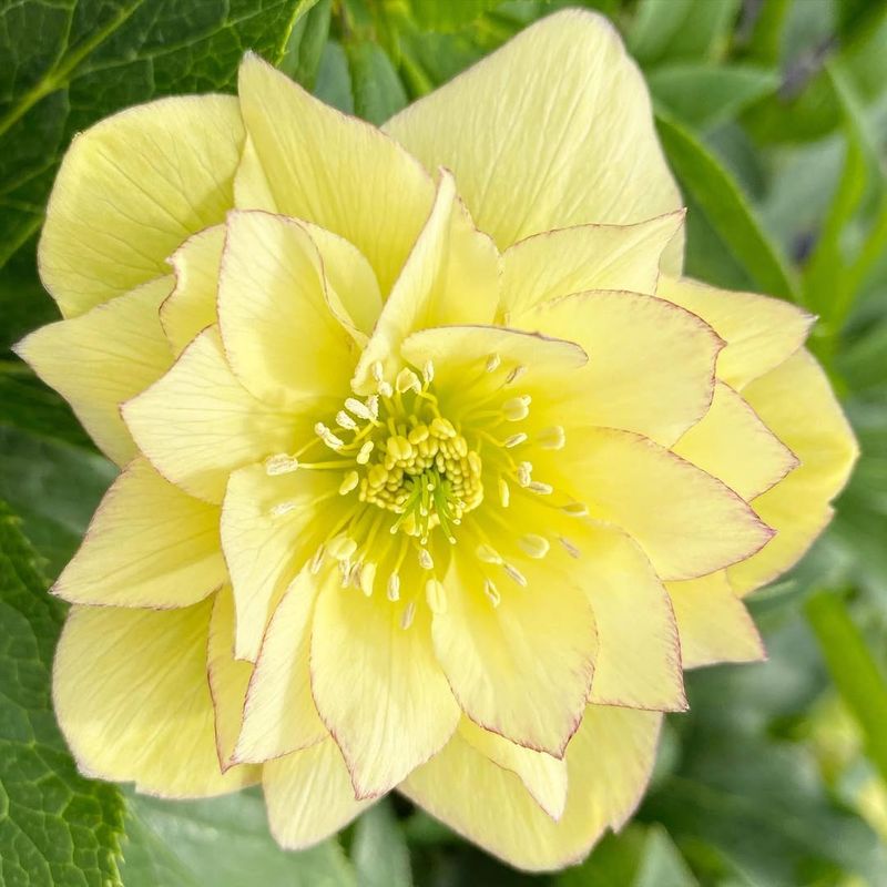 Yellow Hellebore