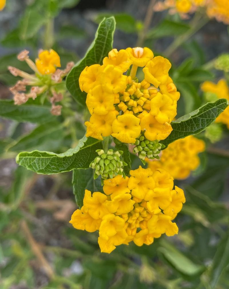 Yellow Lantana