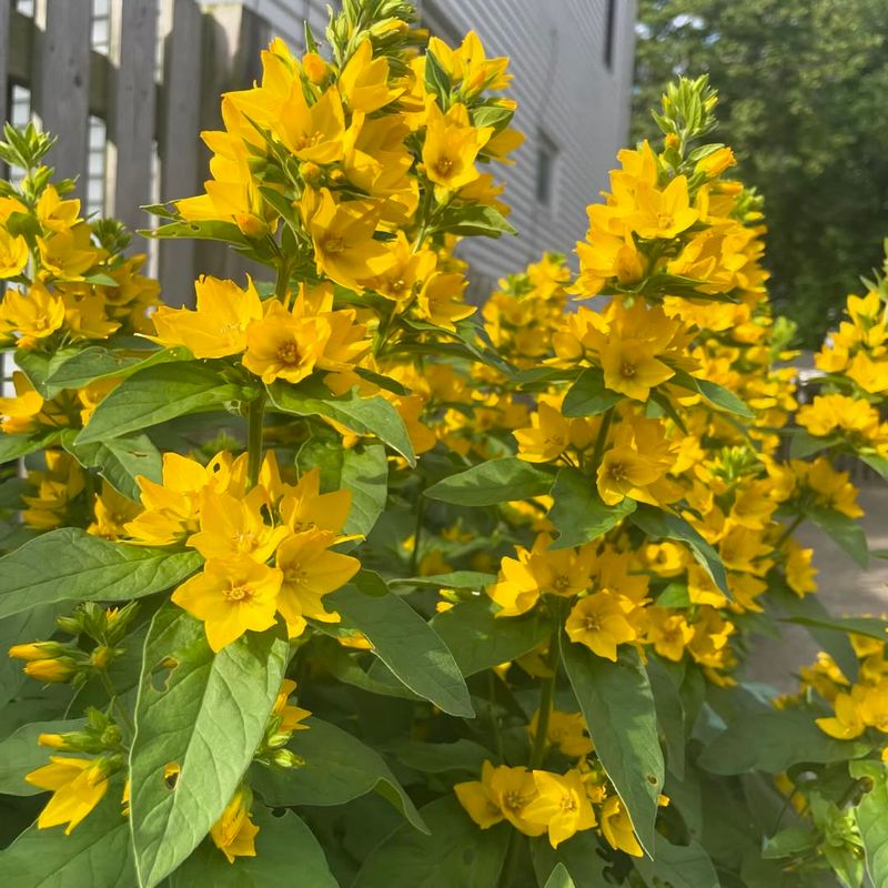 Yellow Loosestrife