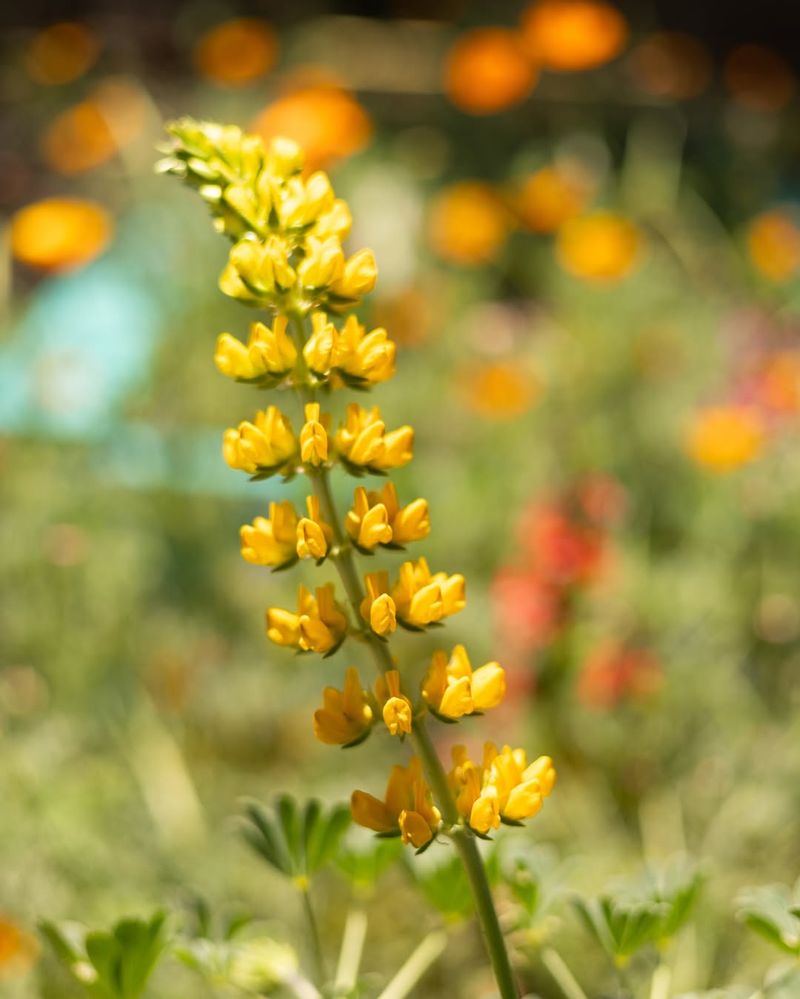 Yellow Lupine