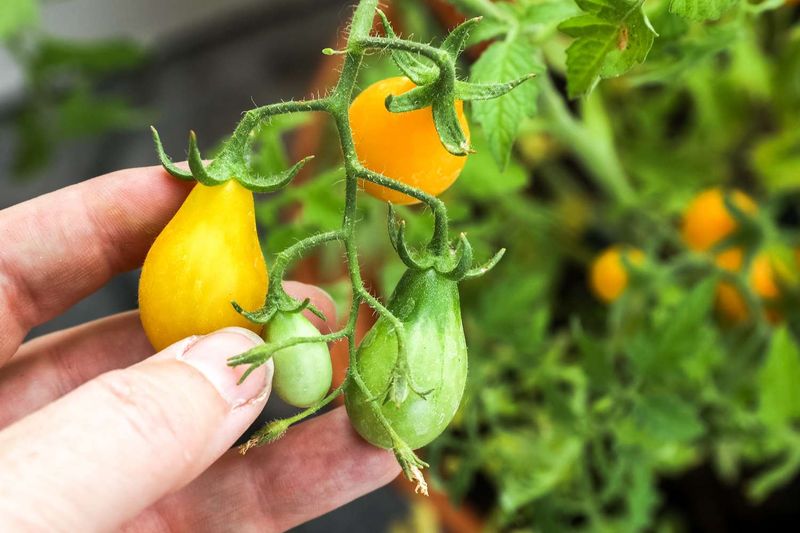 Yellow Pear Tomato