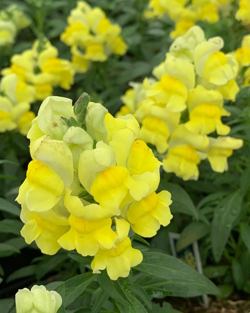 Yellow Snapdragon