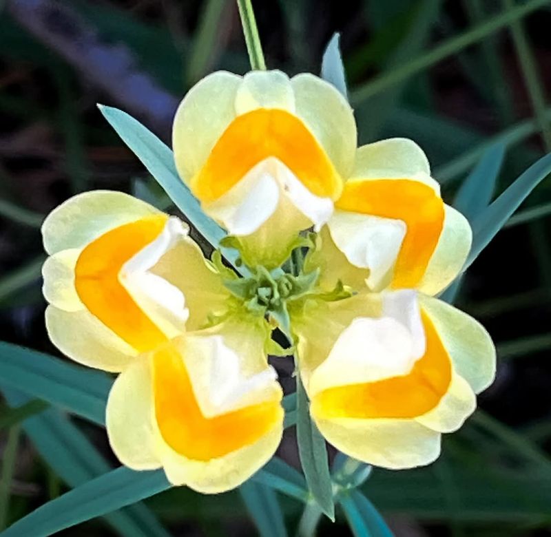 Yellow Toadflax