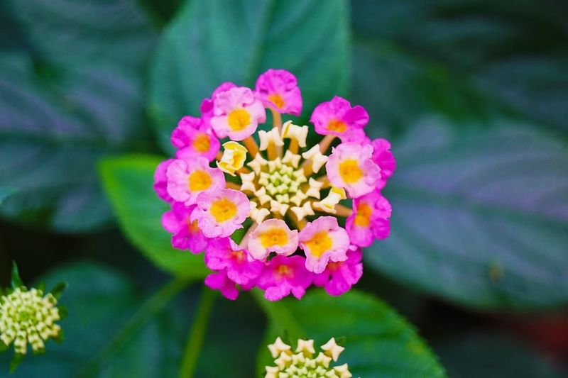 Lantana