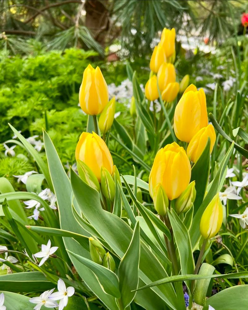 Yellow Tulips