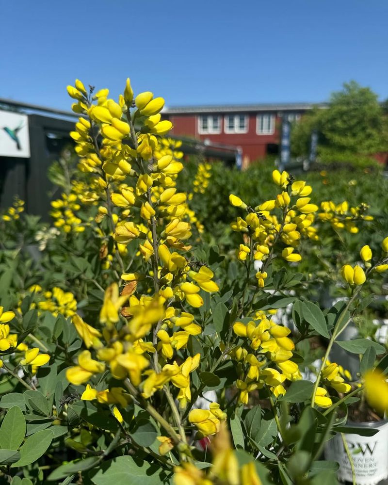 Yellow Veronica