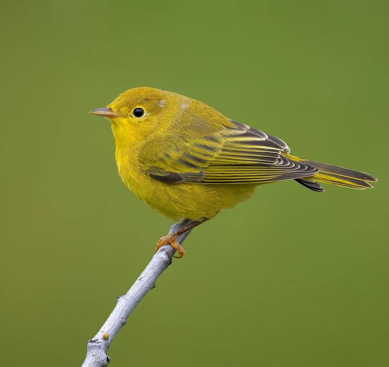 Yellow Warbler