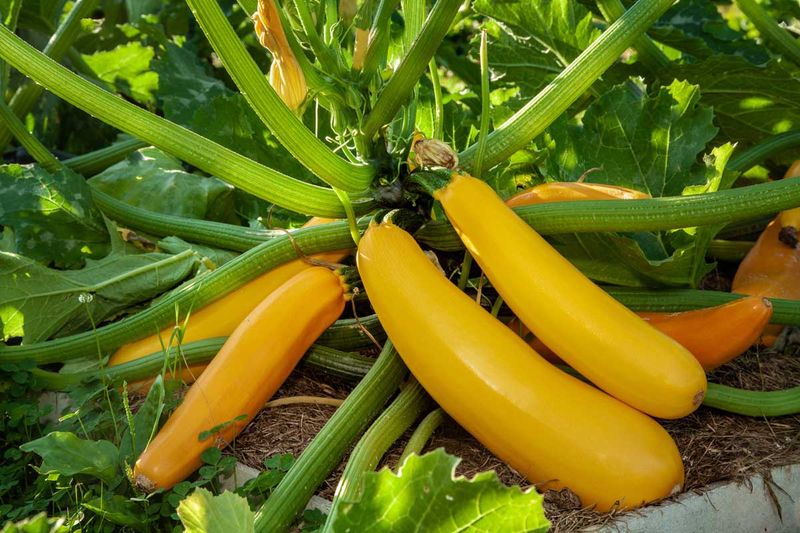 Yellow Zucchini