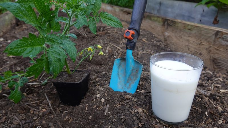 Yogurt for Fungal Resistance