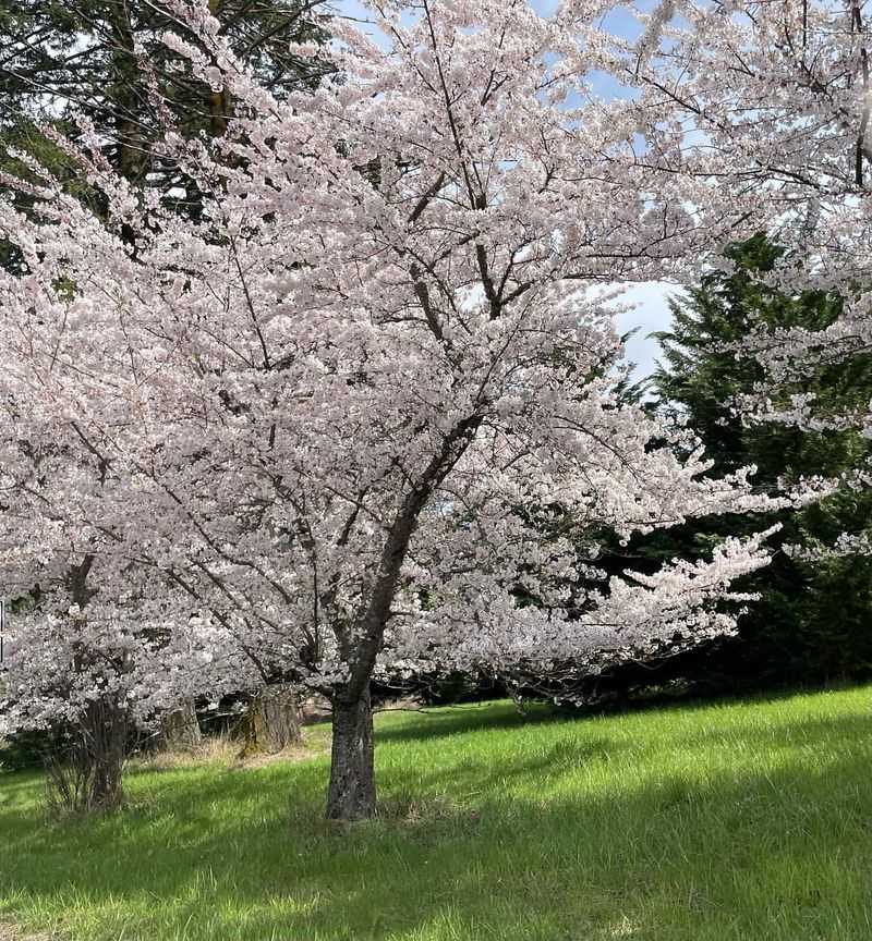 Yoshino Cherry