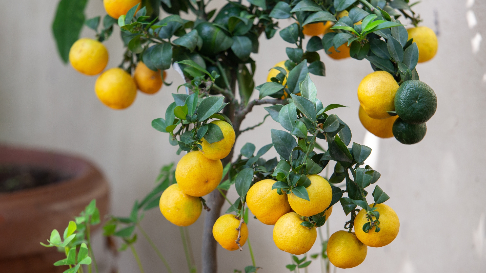 lemon tree fruiting indoors