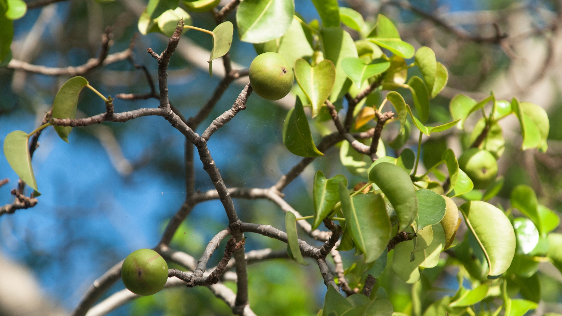 the manchineel tree close up