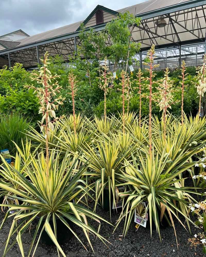 Yucca