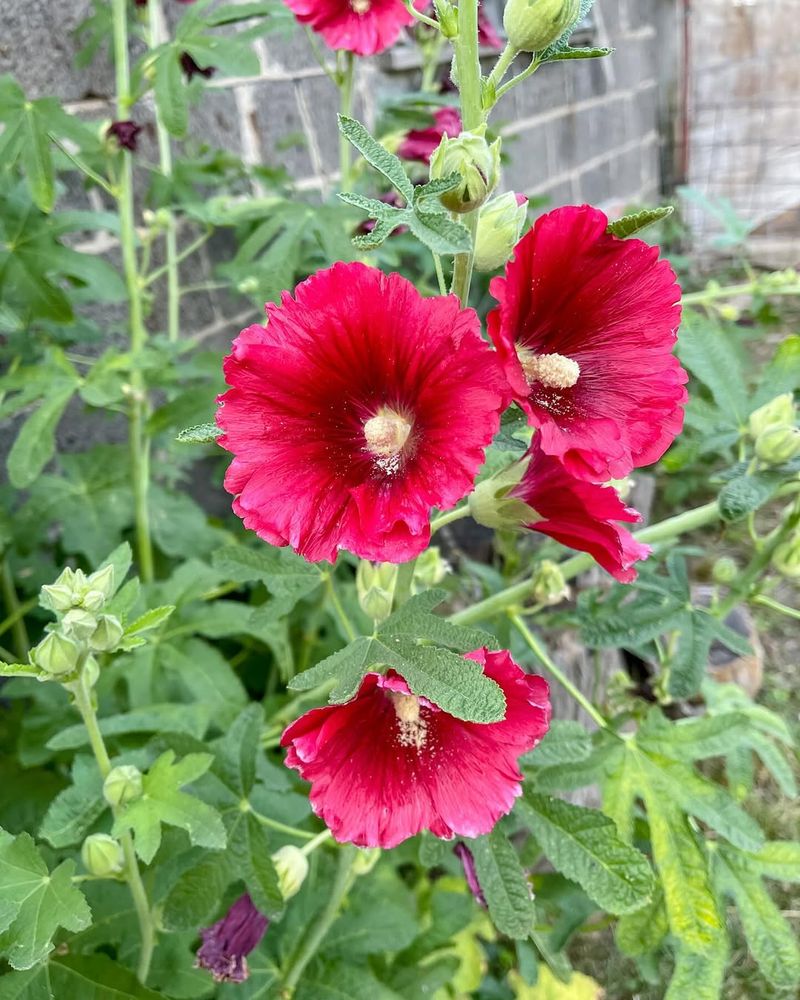 Hollyhock