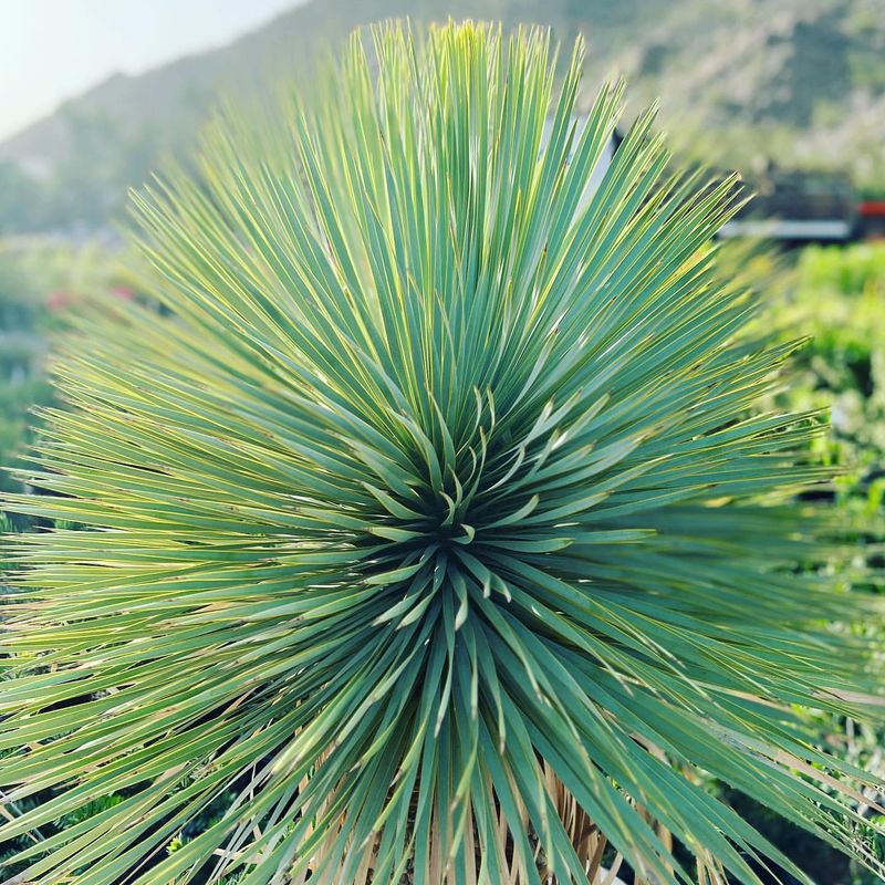 Yucca