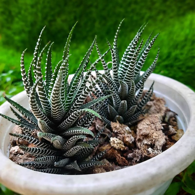 Zebra Cactus