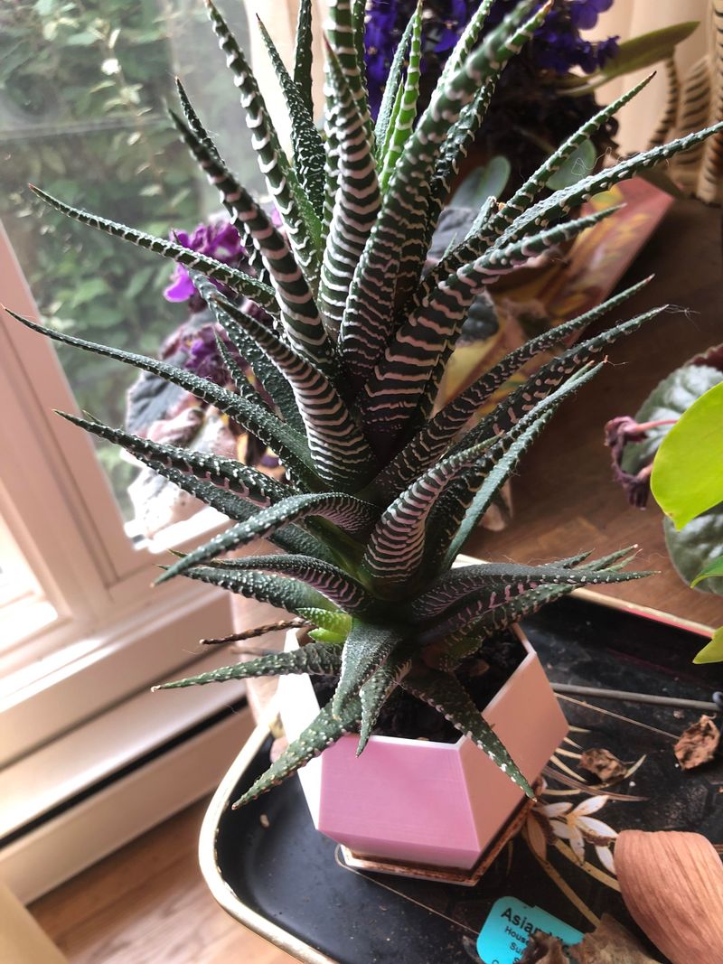 Zebra Haworthia