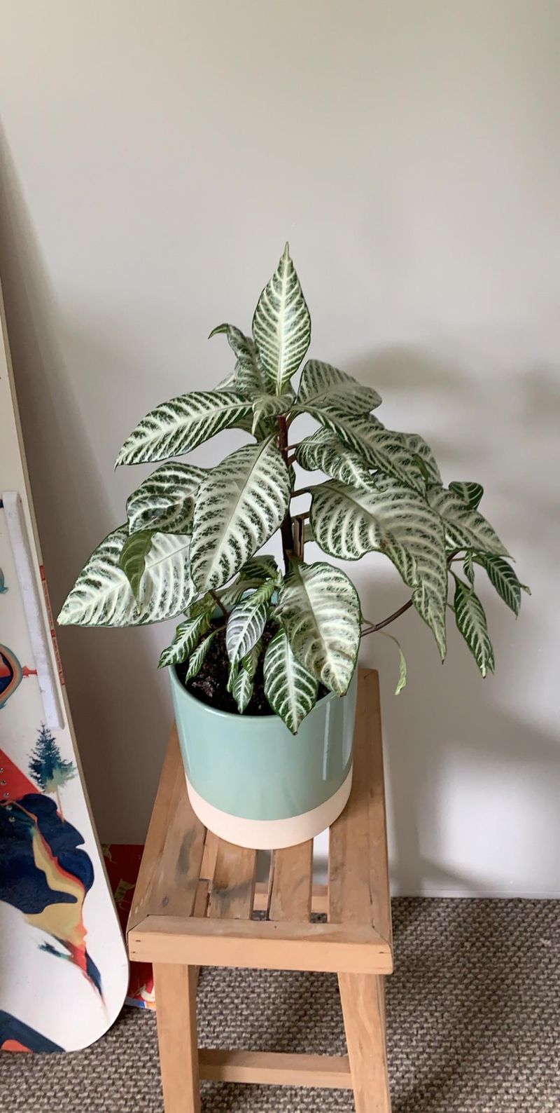 Zebra Plant