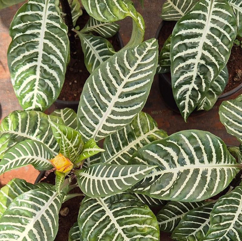 Zebra Plant