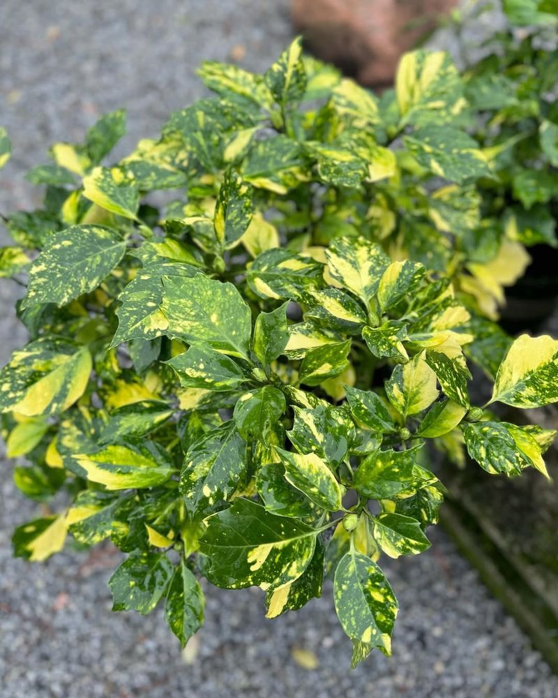 Japanese Laurel