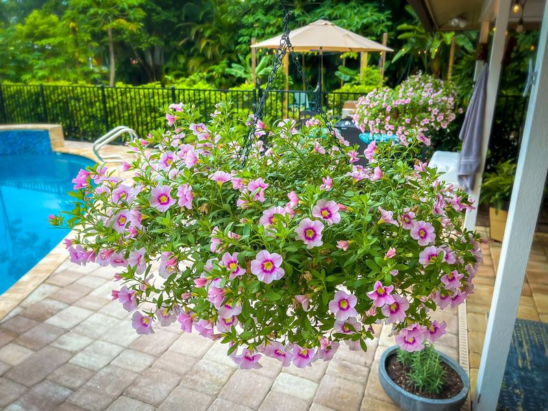 Hanging Flower Baskets