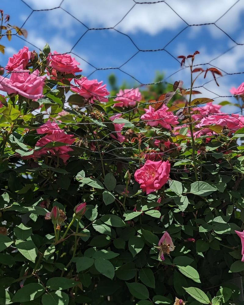 Zephirine Drouhin Rose