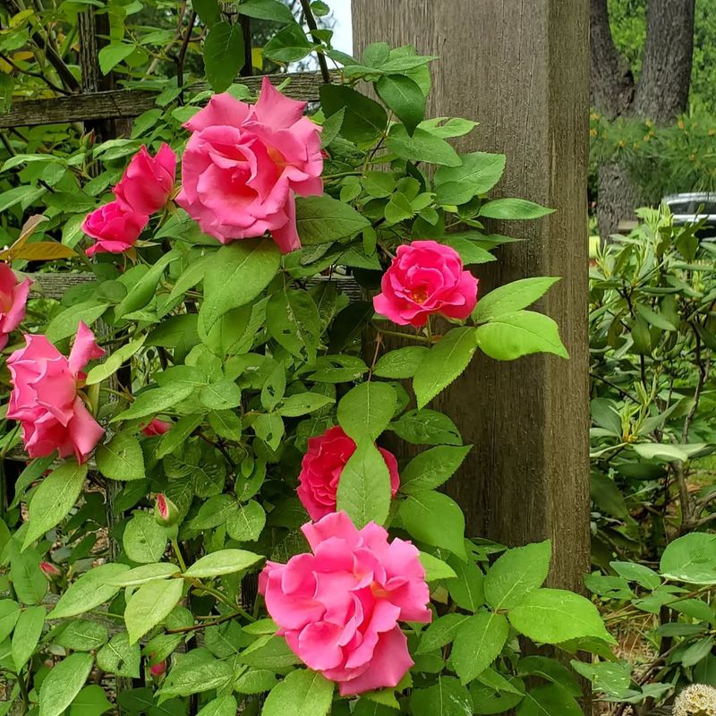 Zephirine Drouhin