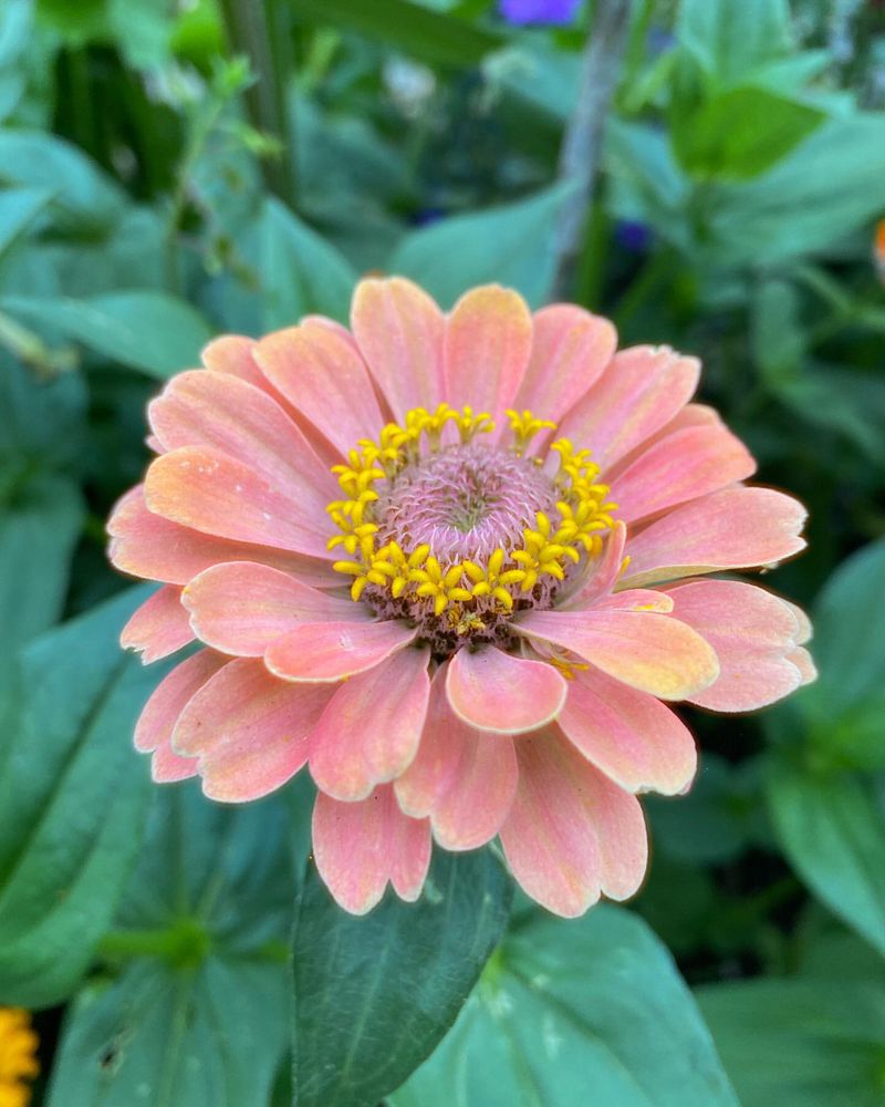 Zinnia