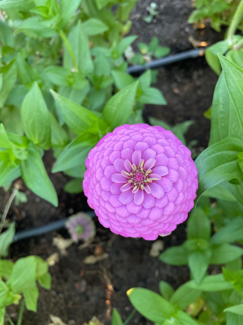 Zinnia