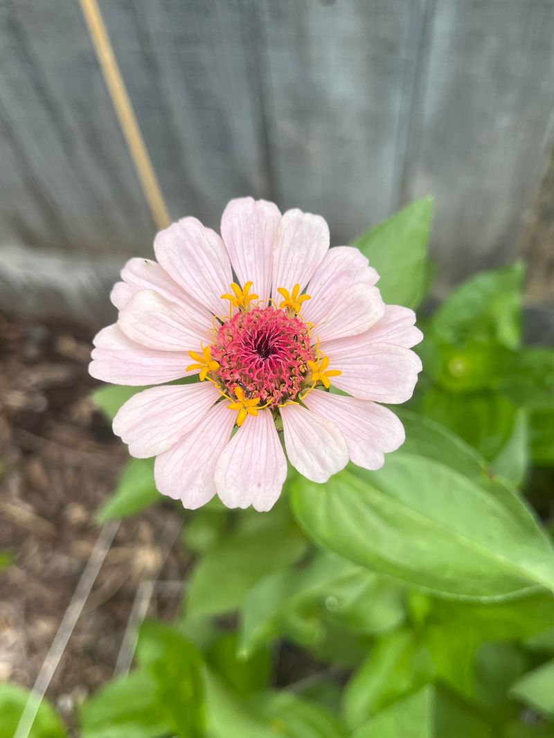 Zinnia