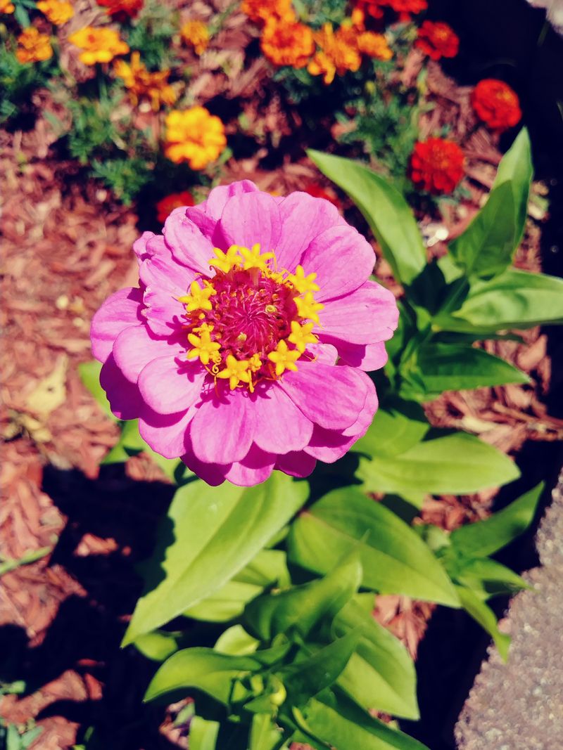 Zinnia