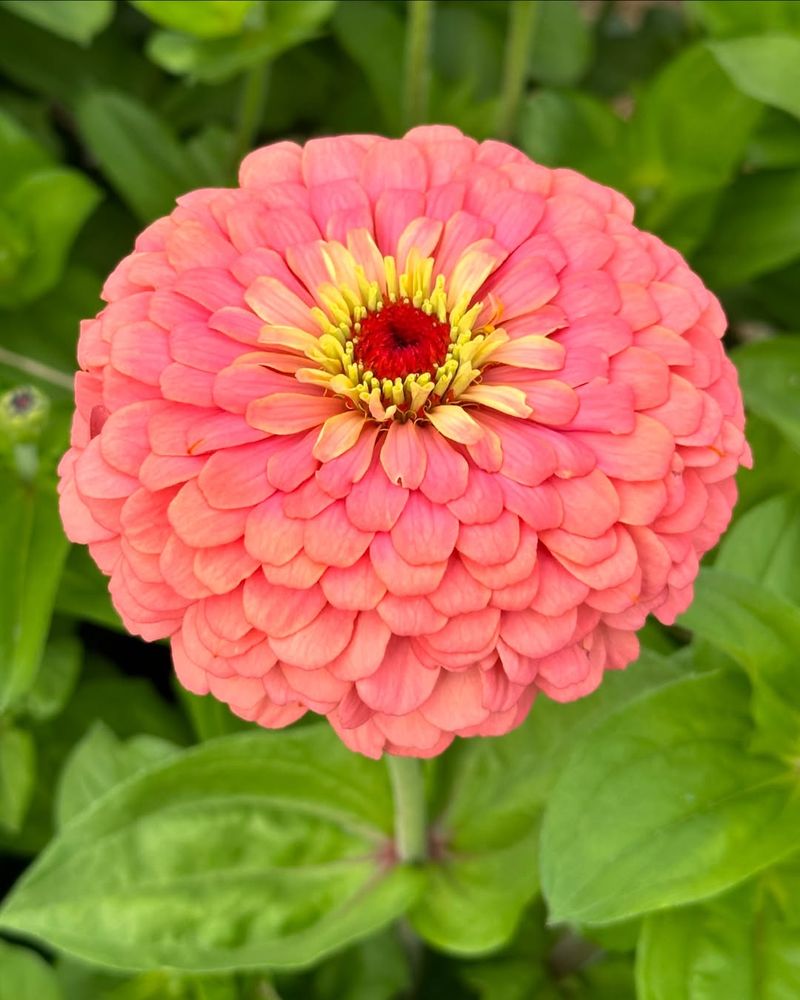 Zinnia