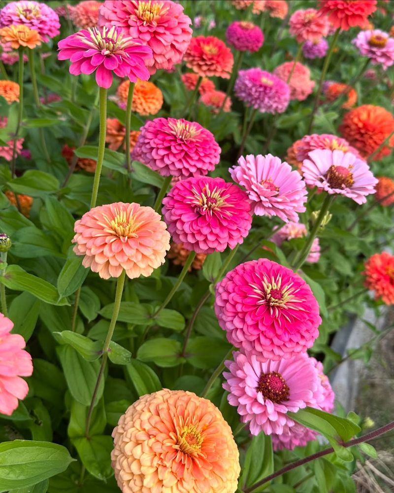 Zinnia