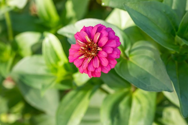 Zinnia