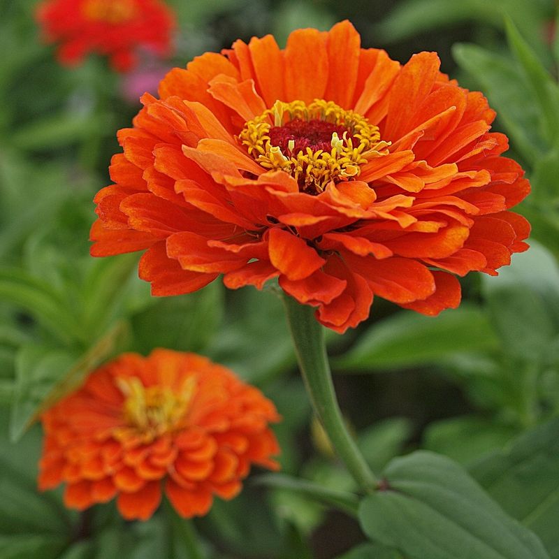 Zinnia