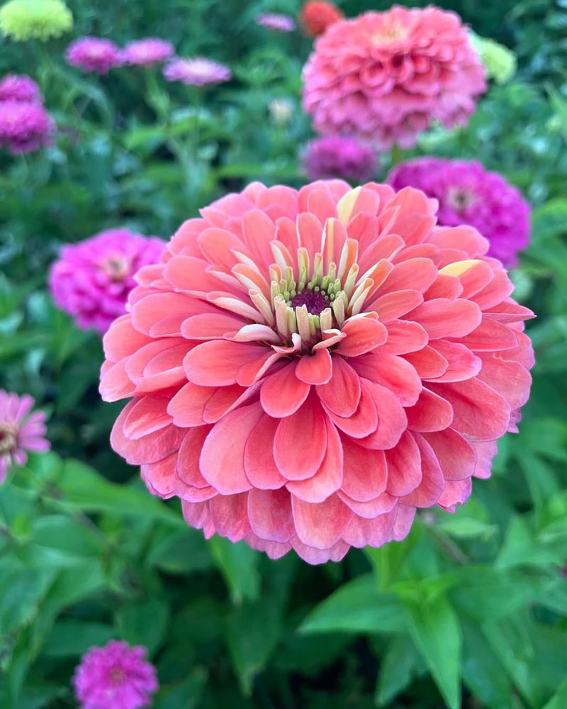 Zinnia