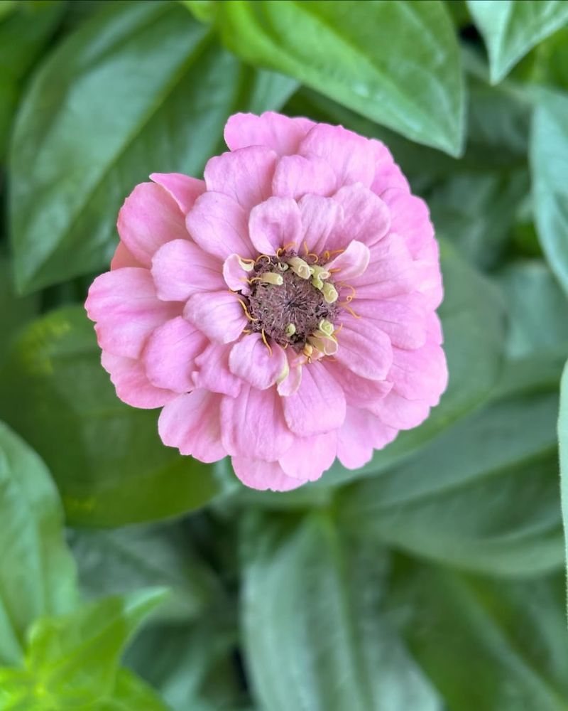 Zinnia