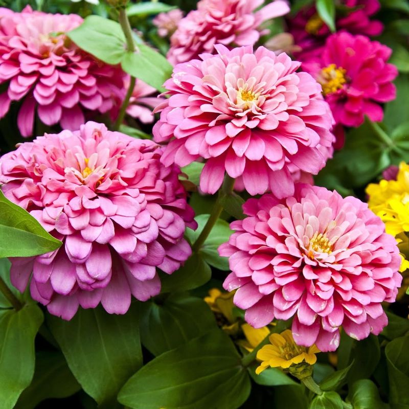 Zinnia