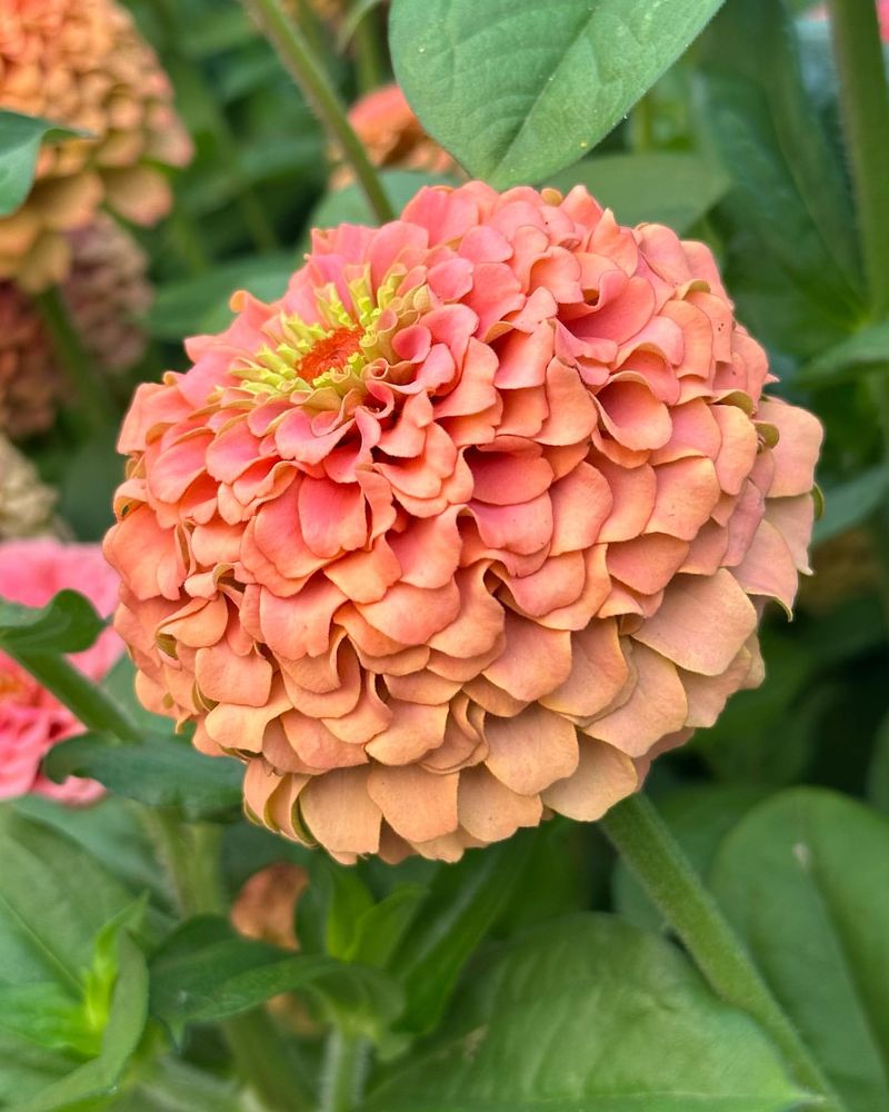 Zinnia