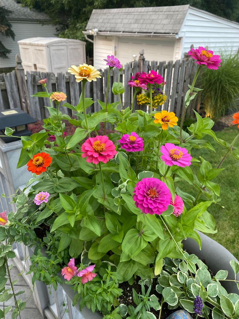 Zinnias