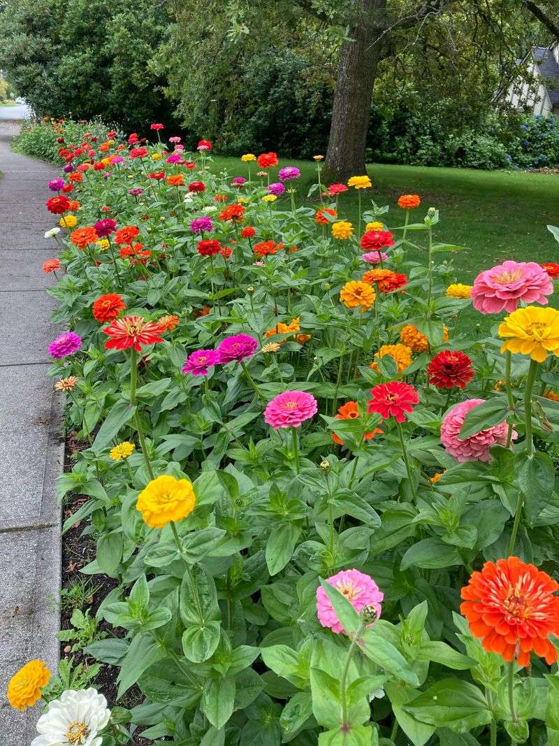 Zinnias