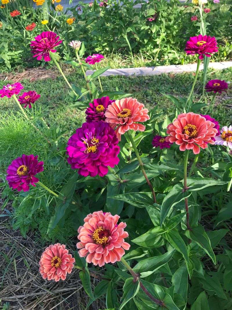 Zinnias