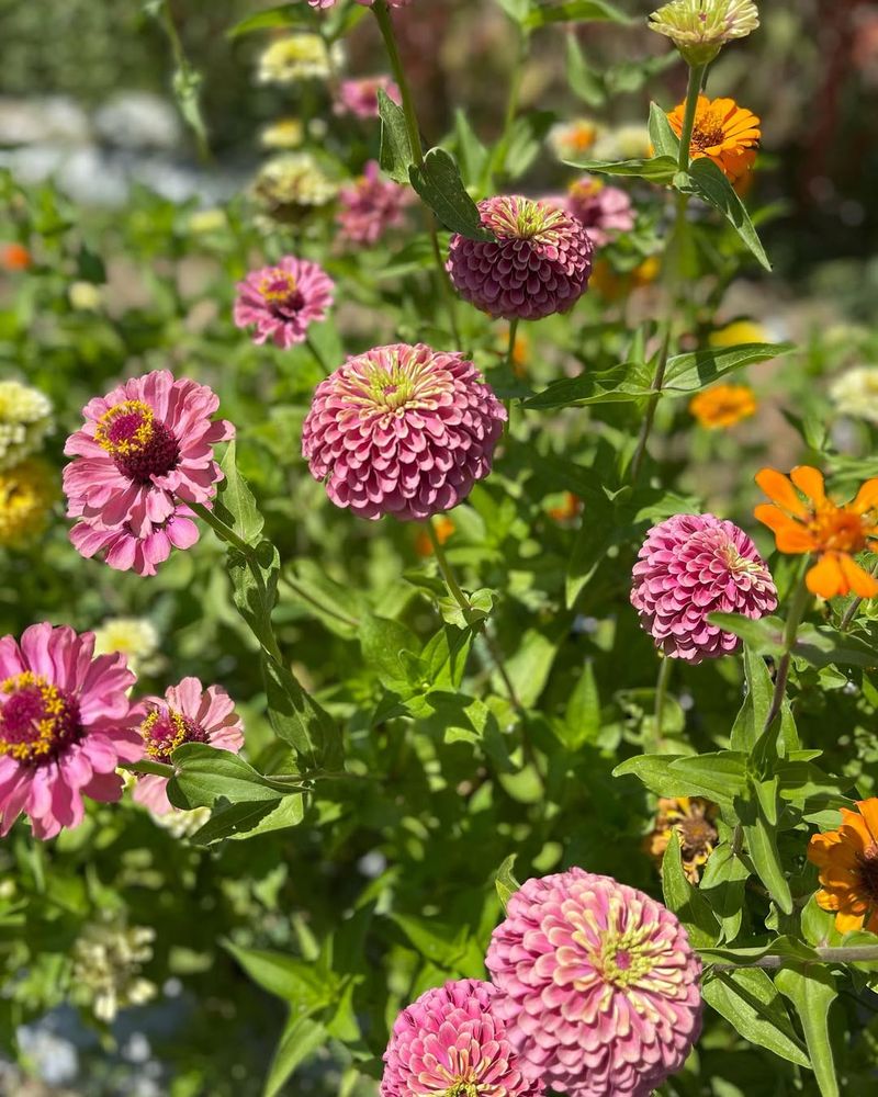 Zinnias