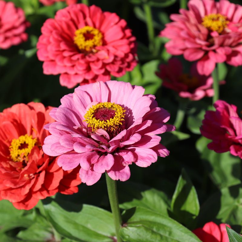 Zinnias