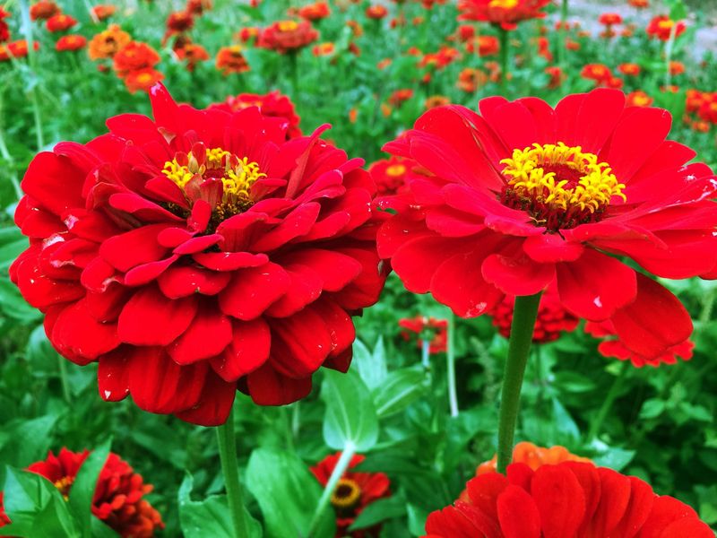 Zinnias